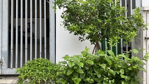 A building with a sign reading "14 Mai Hac De" and a potted plant in front.