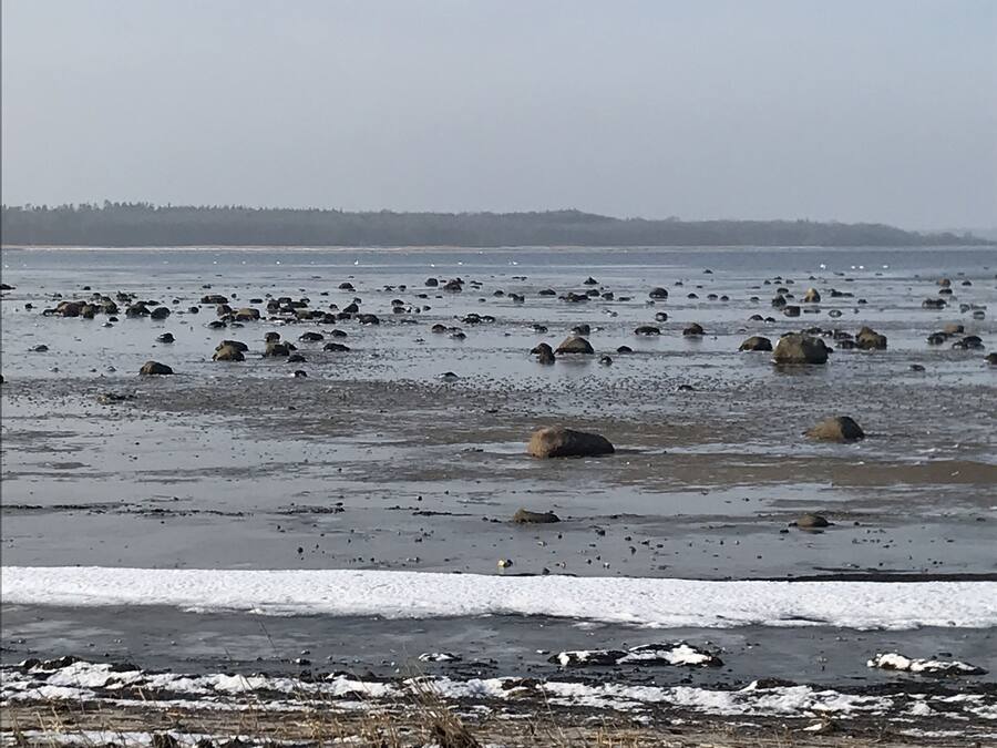 Una playa con rocas dispersas y parches de nieve.