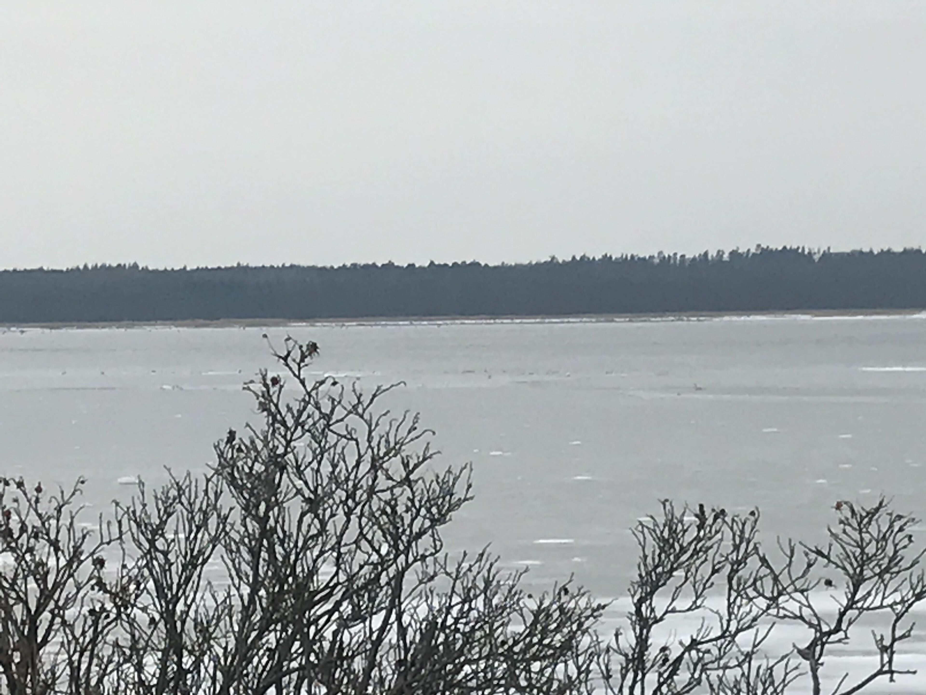 A frozen lake with bare trees in the foreground and a forested area in the background.