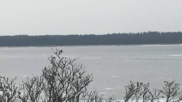 A frozen lake with bare trees in the foreground and a forested area in the background.