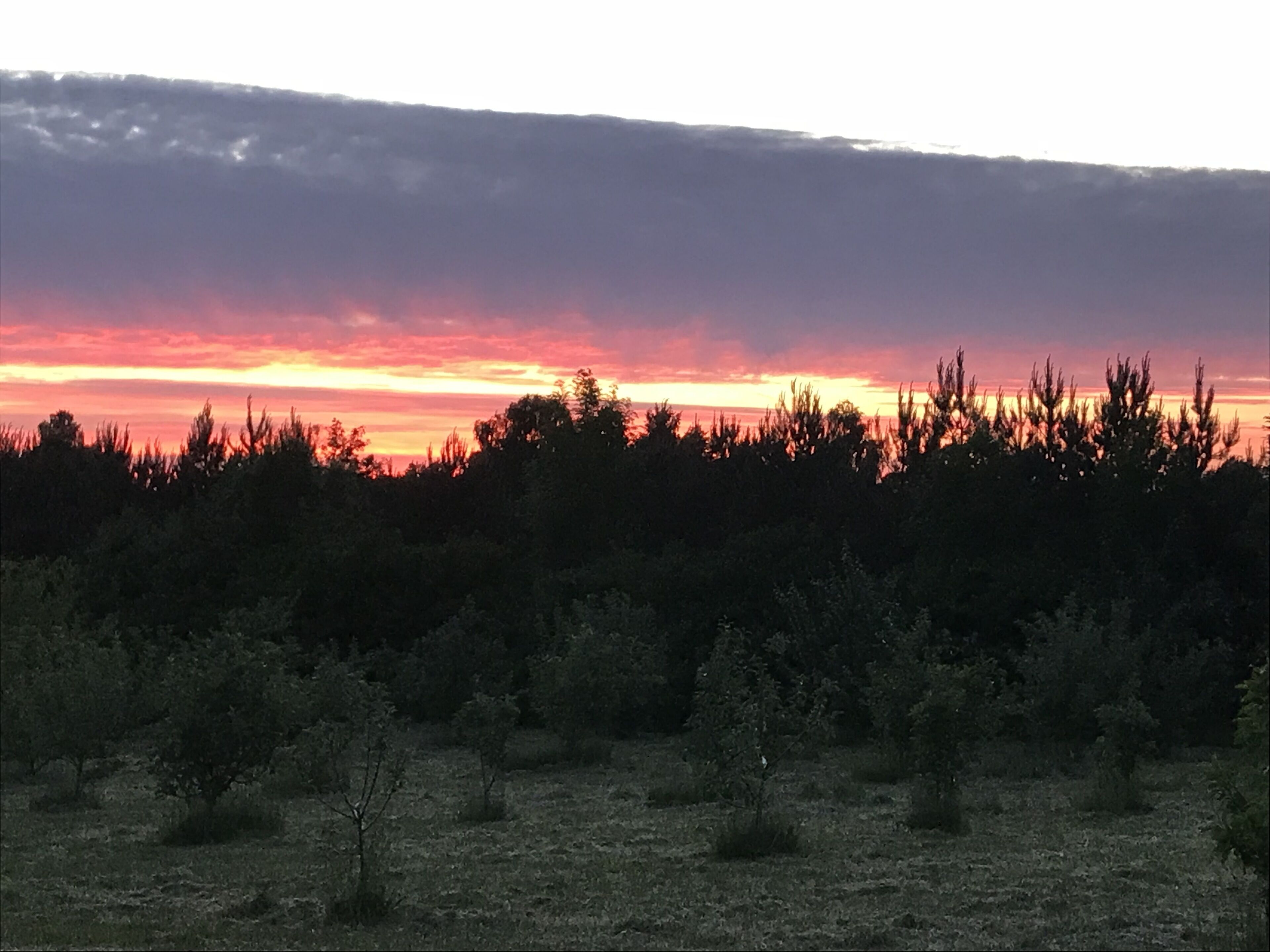 Un paisaje natural con un atardecer, que muestra un campo de árboles y arbustos.
