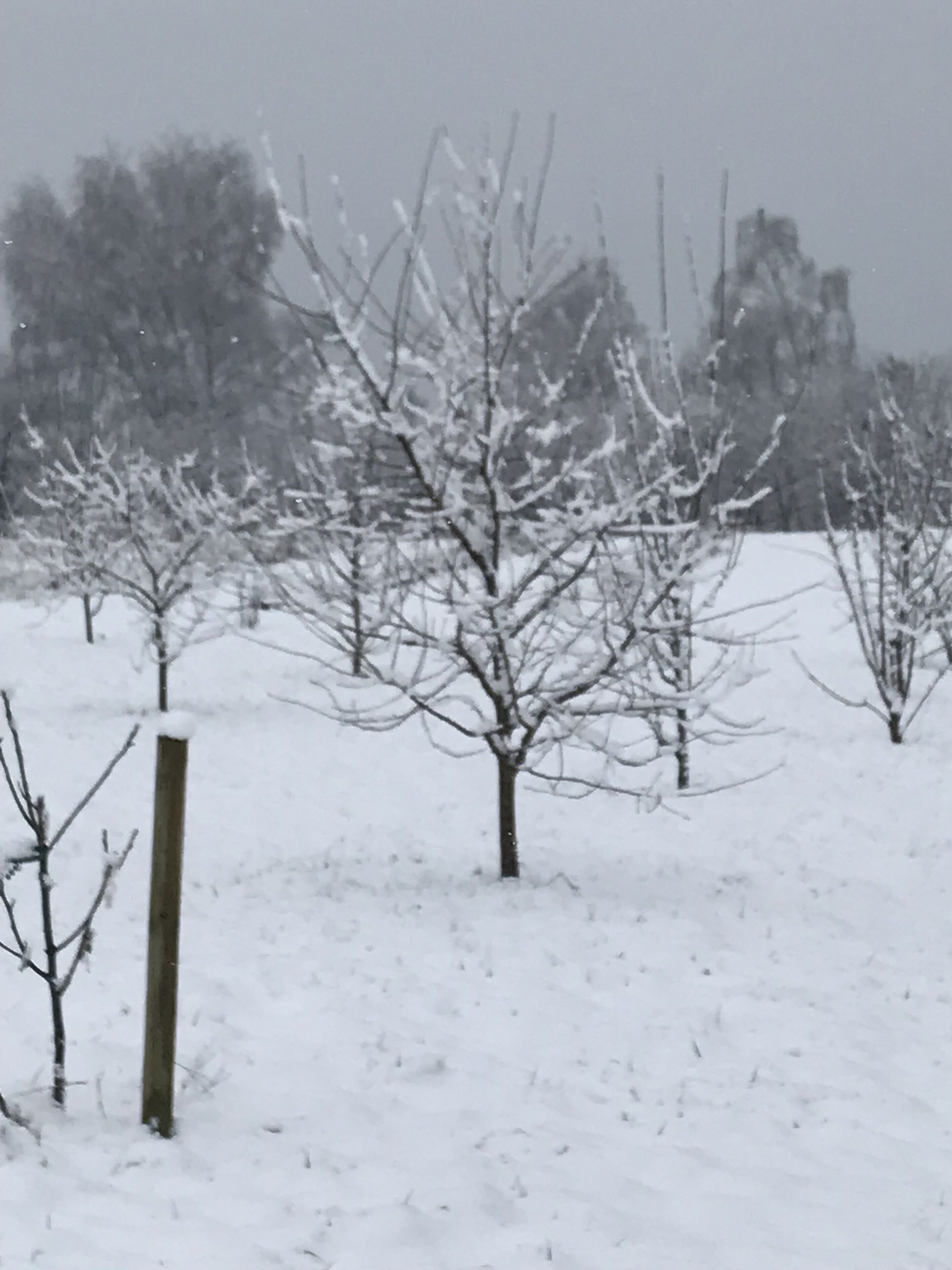 A snowy landscape with bare trees and a wooden fence.