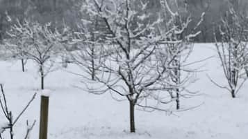 A snowy landscape with bare trees and a wooden fence.