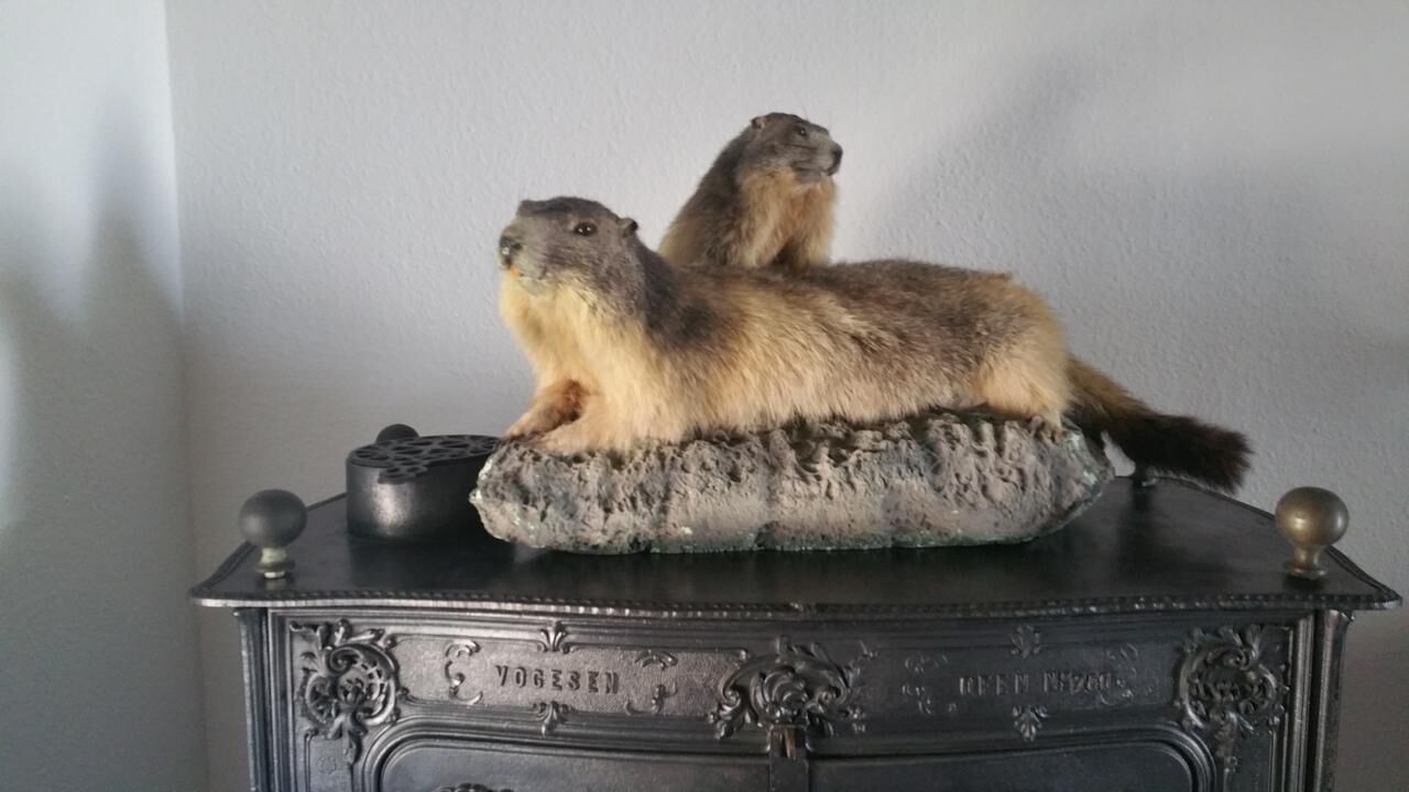Een oud fornuis met twee marmotten erboven.