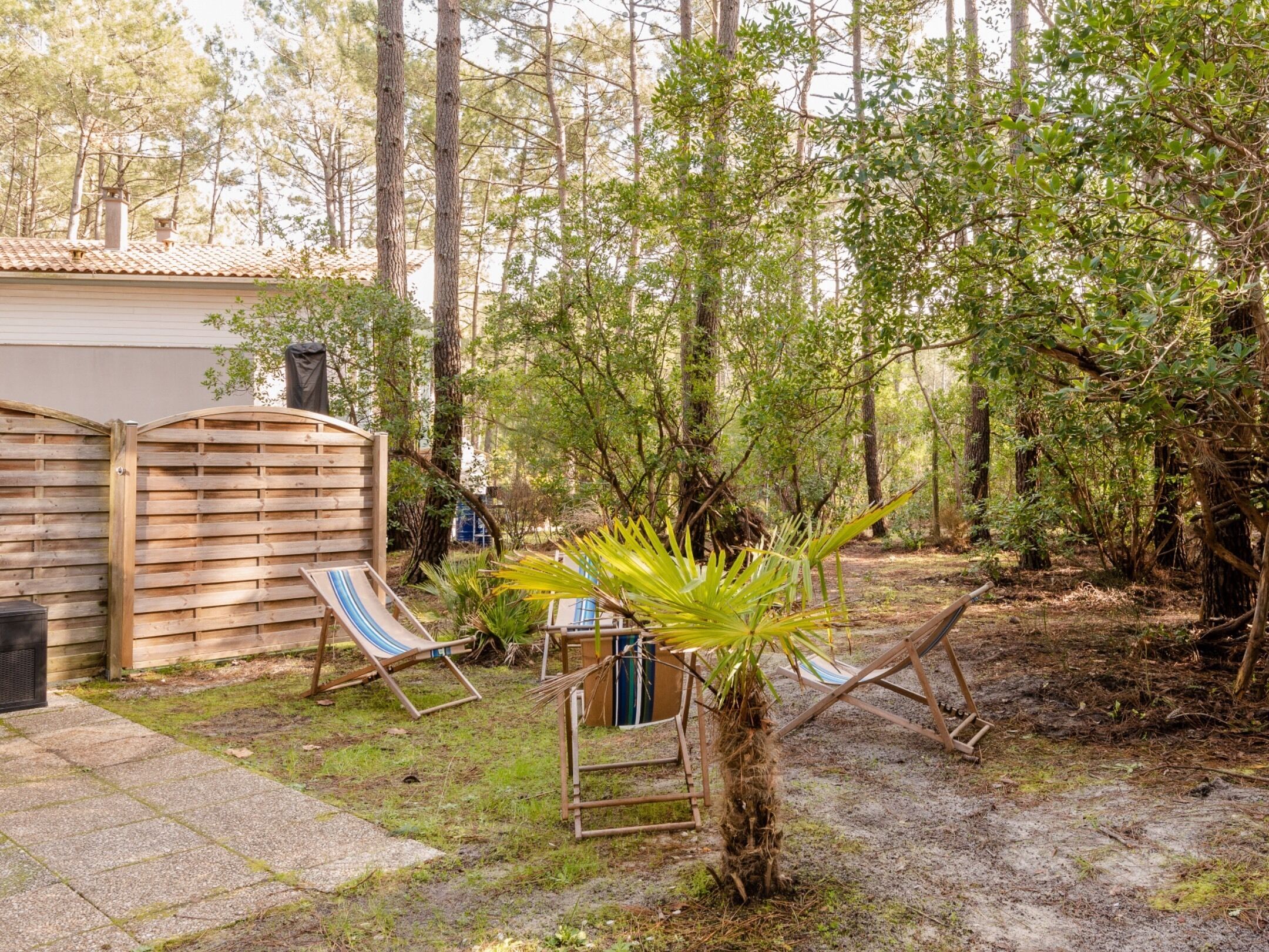 A backyard with a wooden fence, a palm tree, and a hammock.