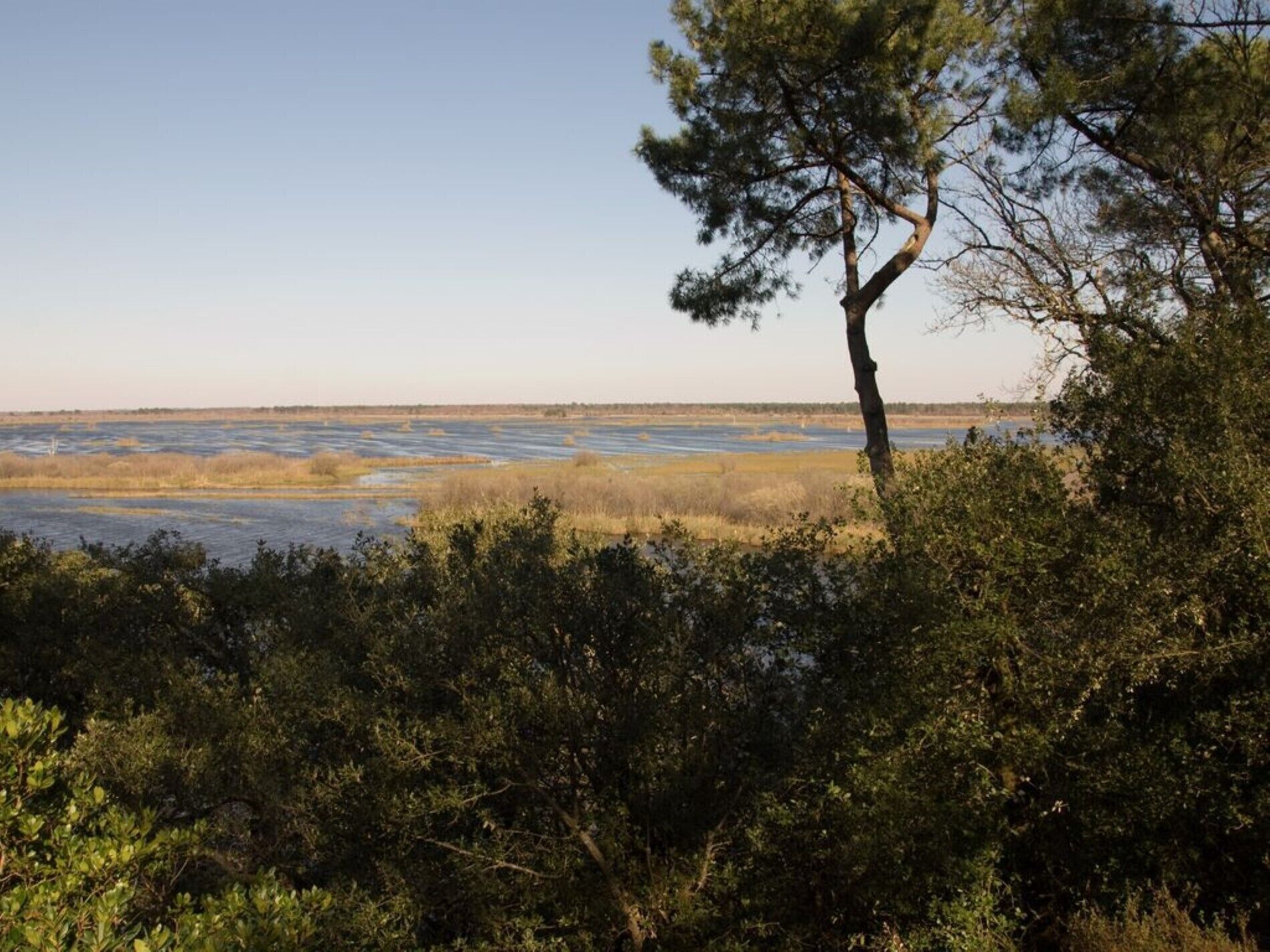 A natural landscape with a tree in the foreground and a water body in the background.