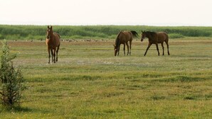 A grassy field with three horses grazing. - Georgshof (Podersdorf am See)