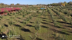 A vineyard with rows of young trees and a red-roofed building in the background. - Salas Farma 47 (Novi Sad)