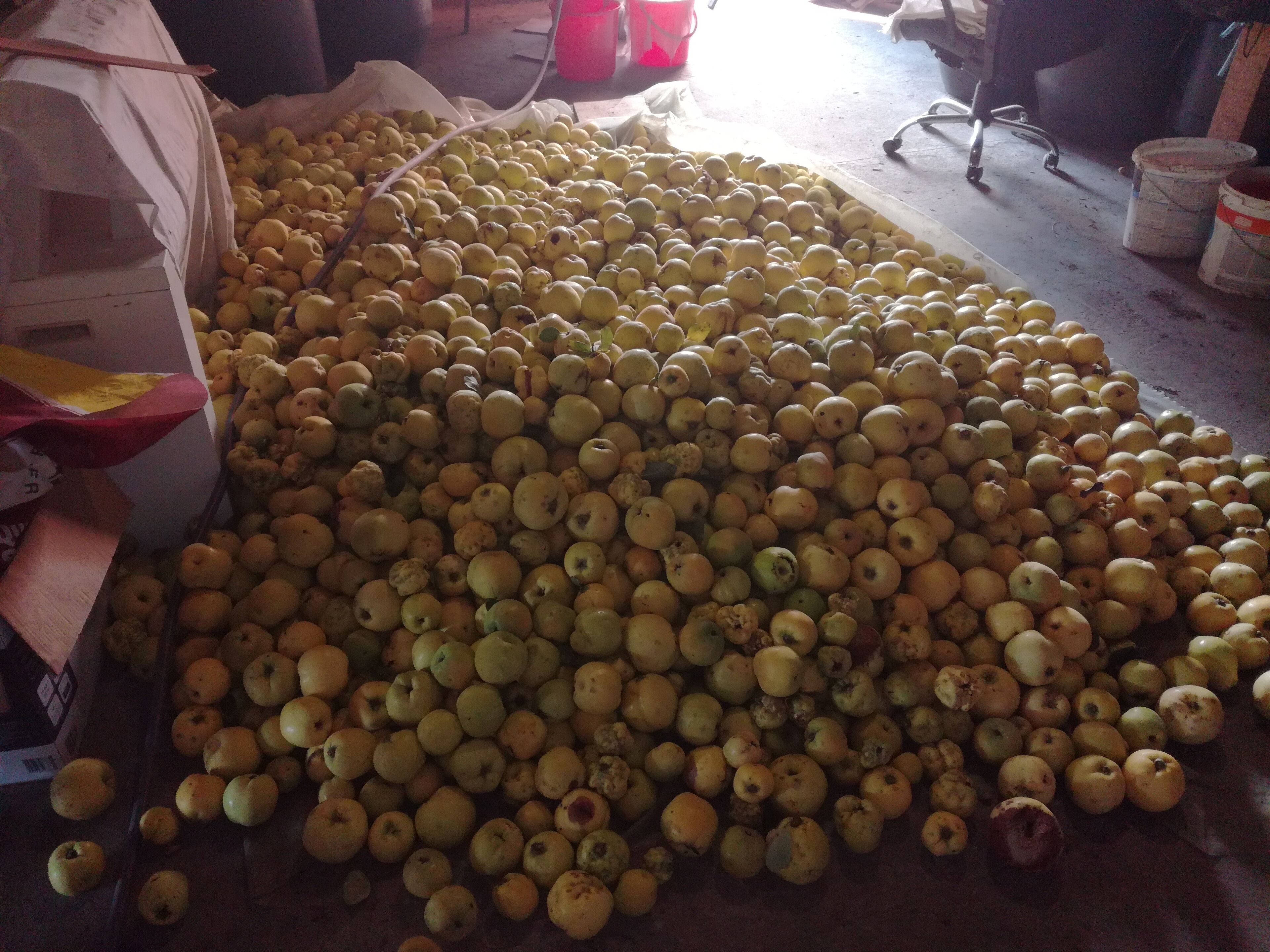 A large pile of apples in a storage area with a concrete floor and some office chairs in the background.