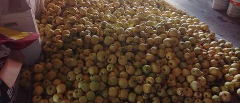 A large pile of apples in a storage area with a concrete floor and some office chairs in the background.