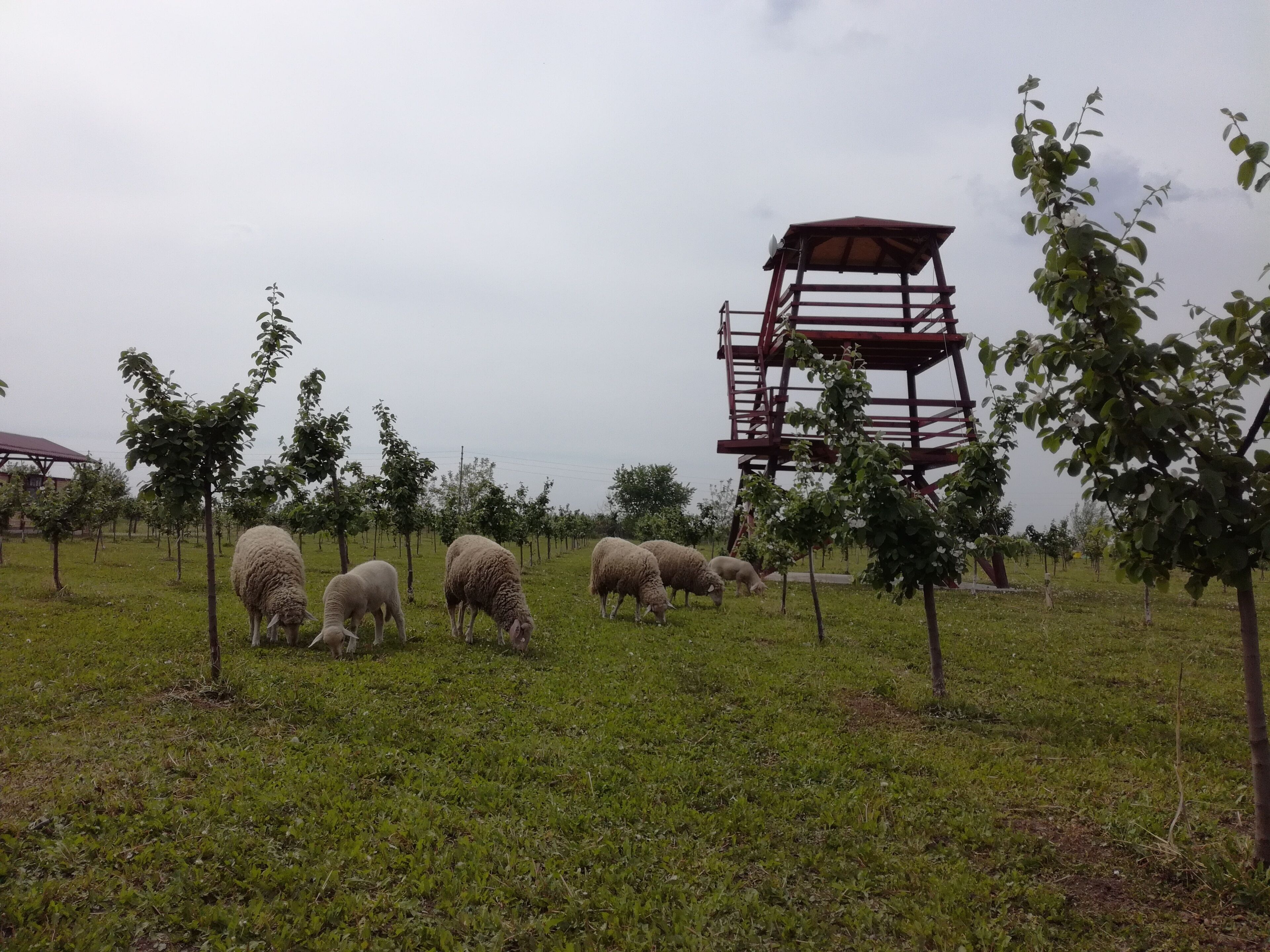 A group of sheep grazing in a grassy field with a red structure in the background.