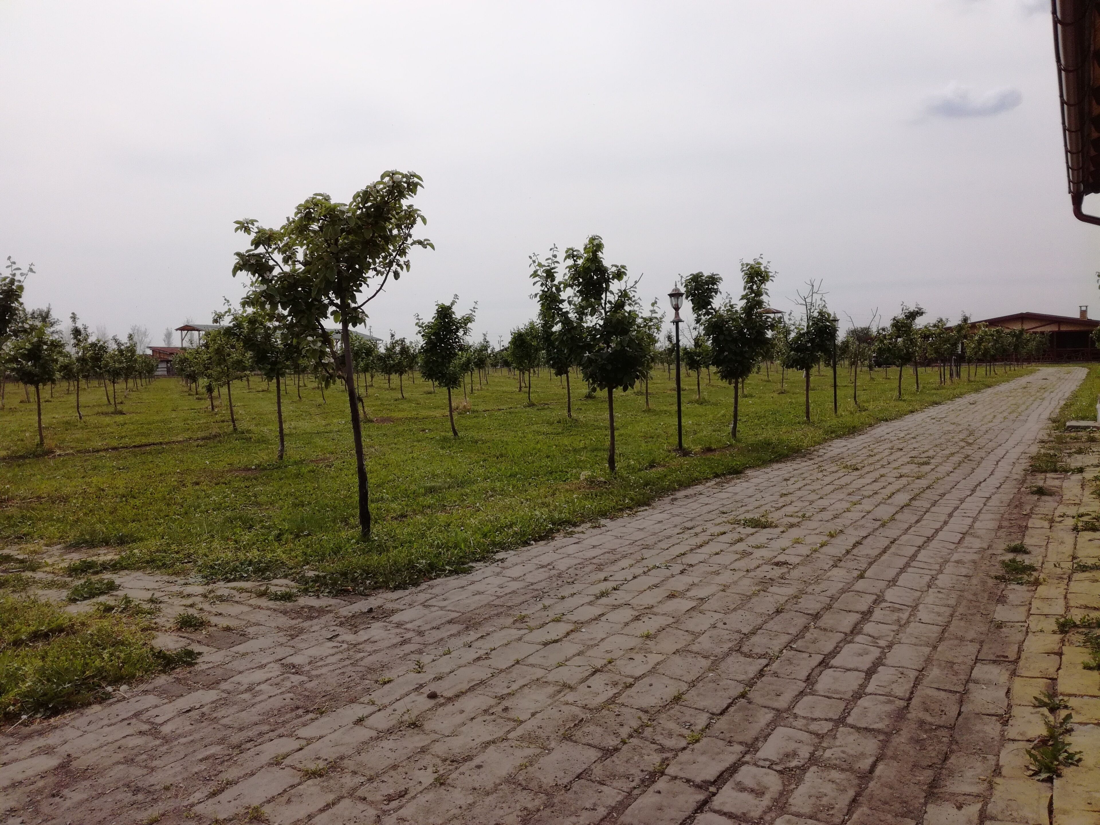 A paved pathway lined with young trees in a landscaped area.