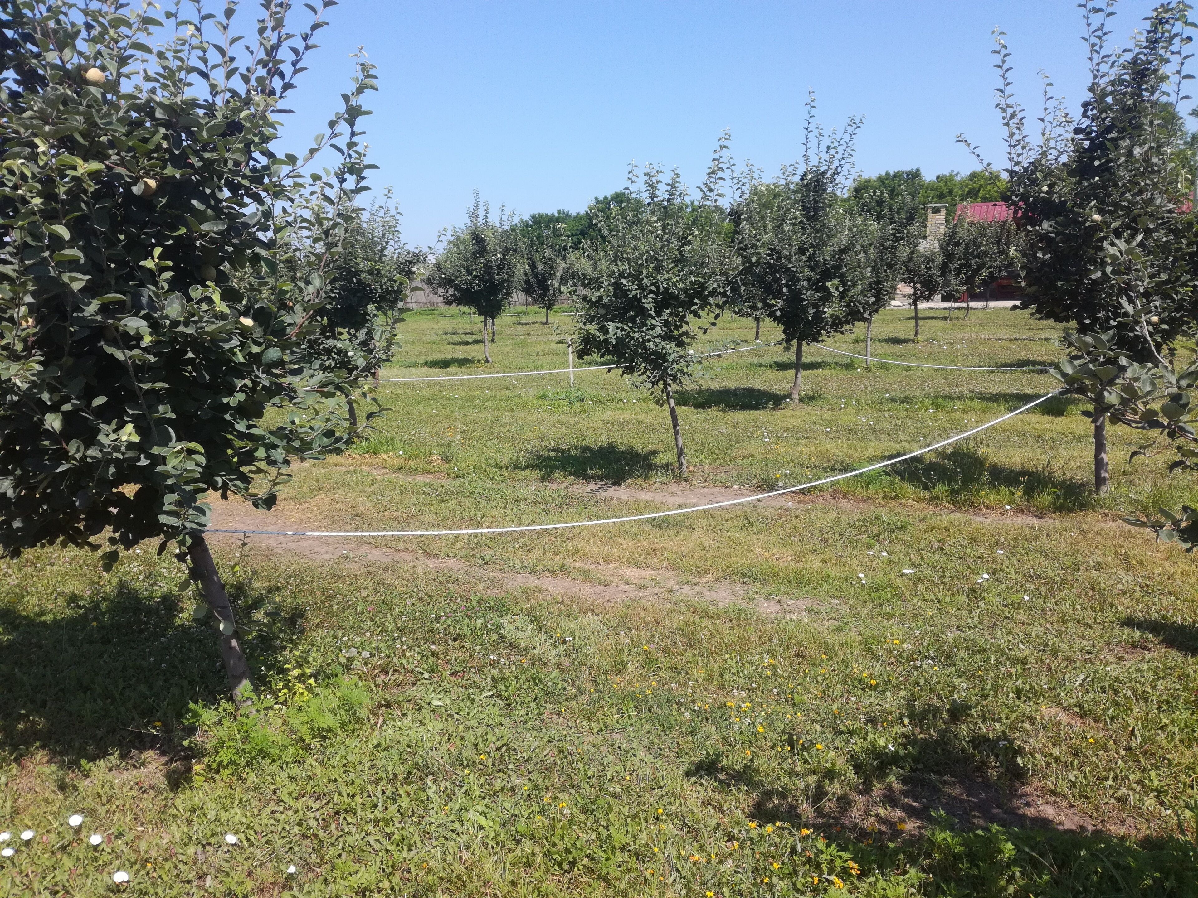 Un verger avec des rangées d’arbres et une zone herbeuse.