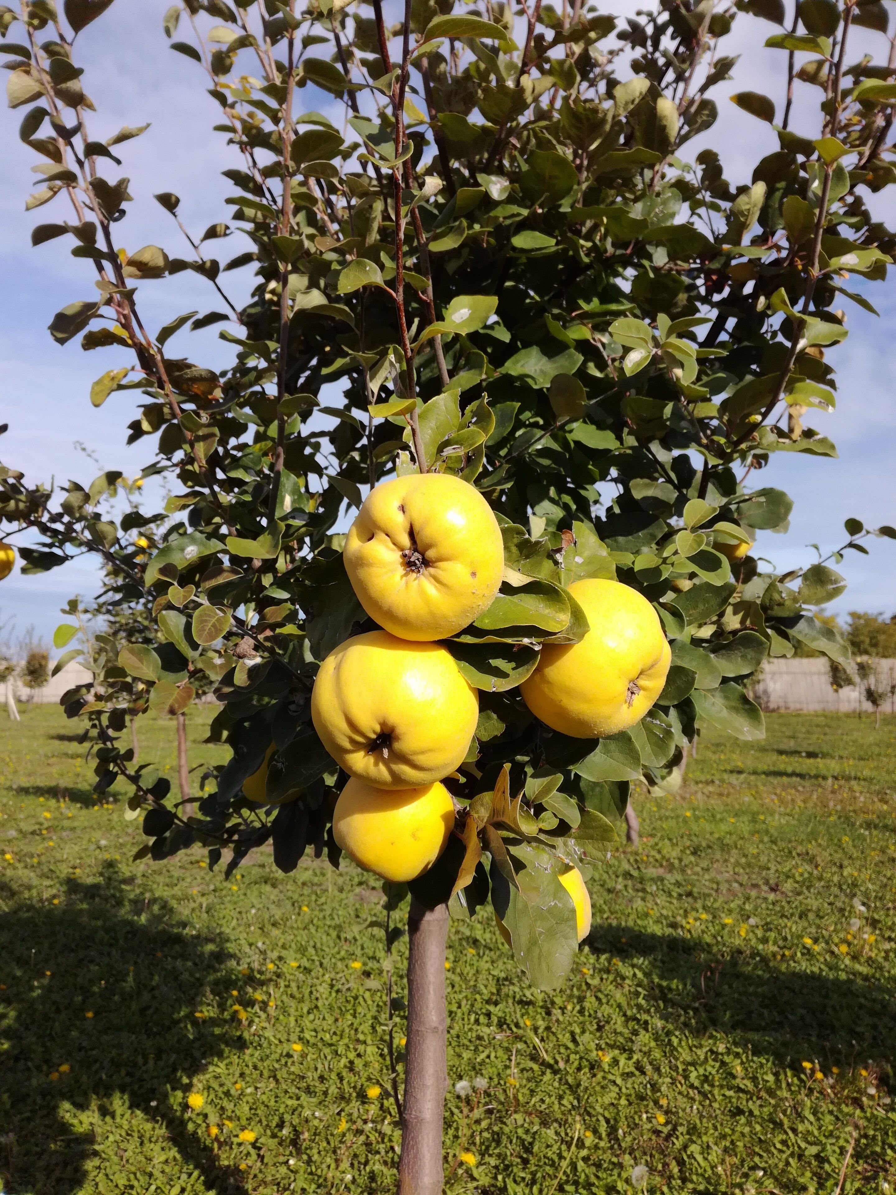 A tree with several yellow fruits and green leaves.