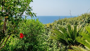 A lush garden with dense foliage and a view of the ocean.