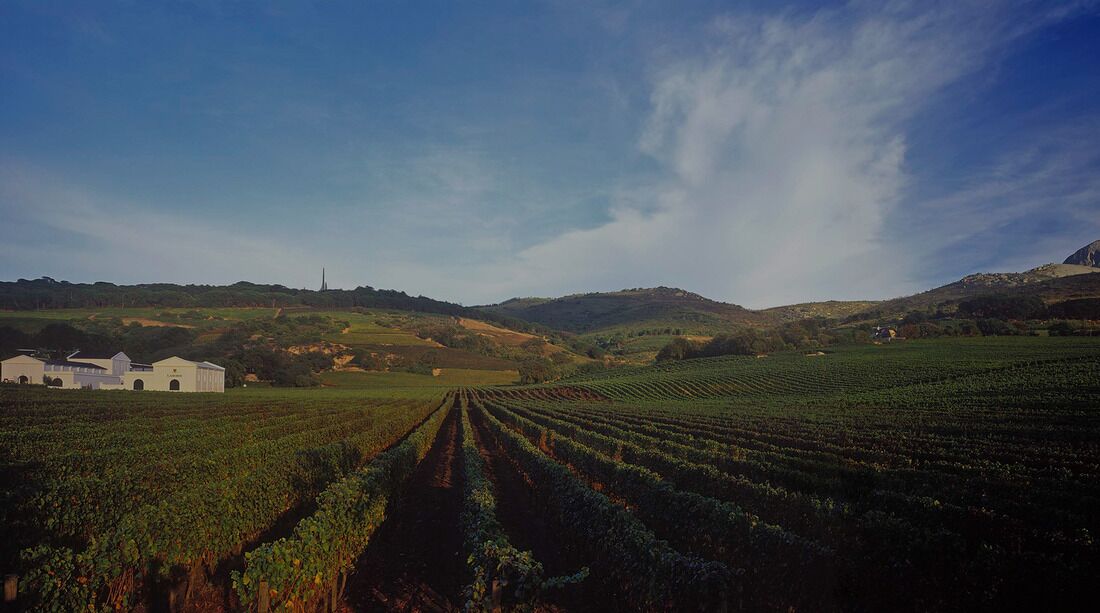 A vineyard with rows of grapevines and a white building in the background.