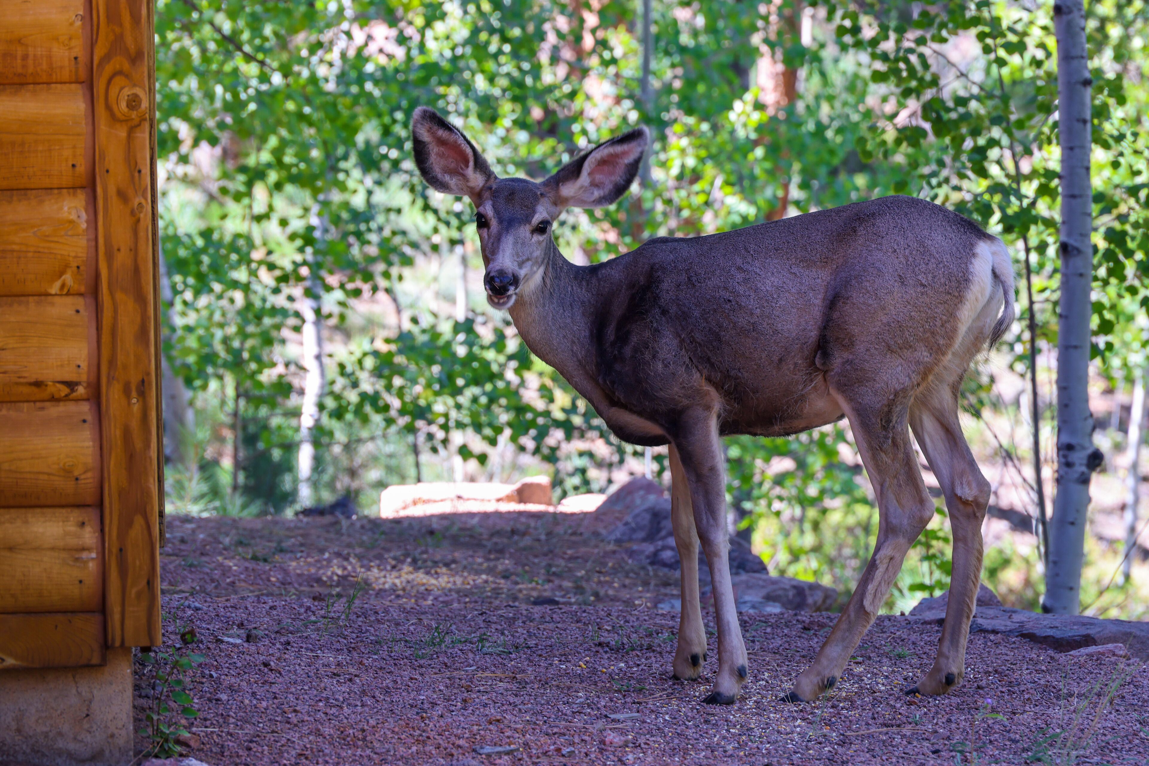 A deer standing in a wooded area with a wooden structure in the background.