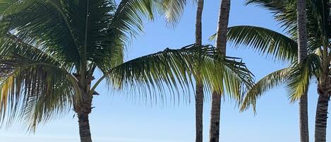 On the beach, sun-loungers
