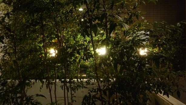 Un exuberante jardín interior con follaje denso y varias luces colgantes.