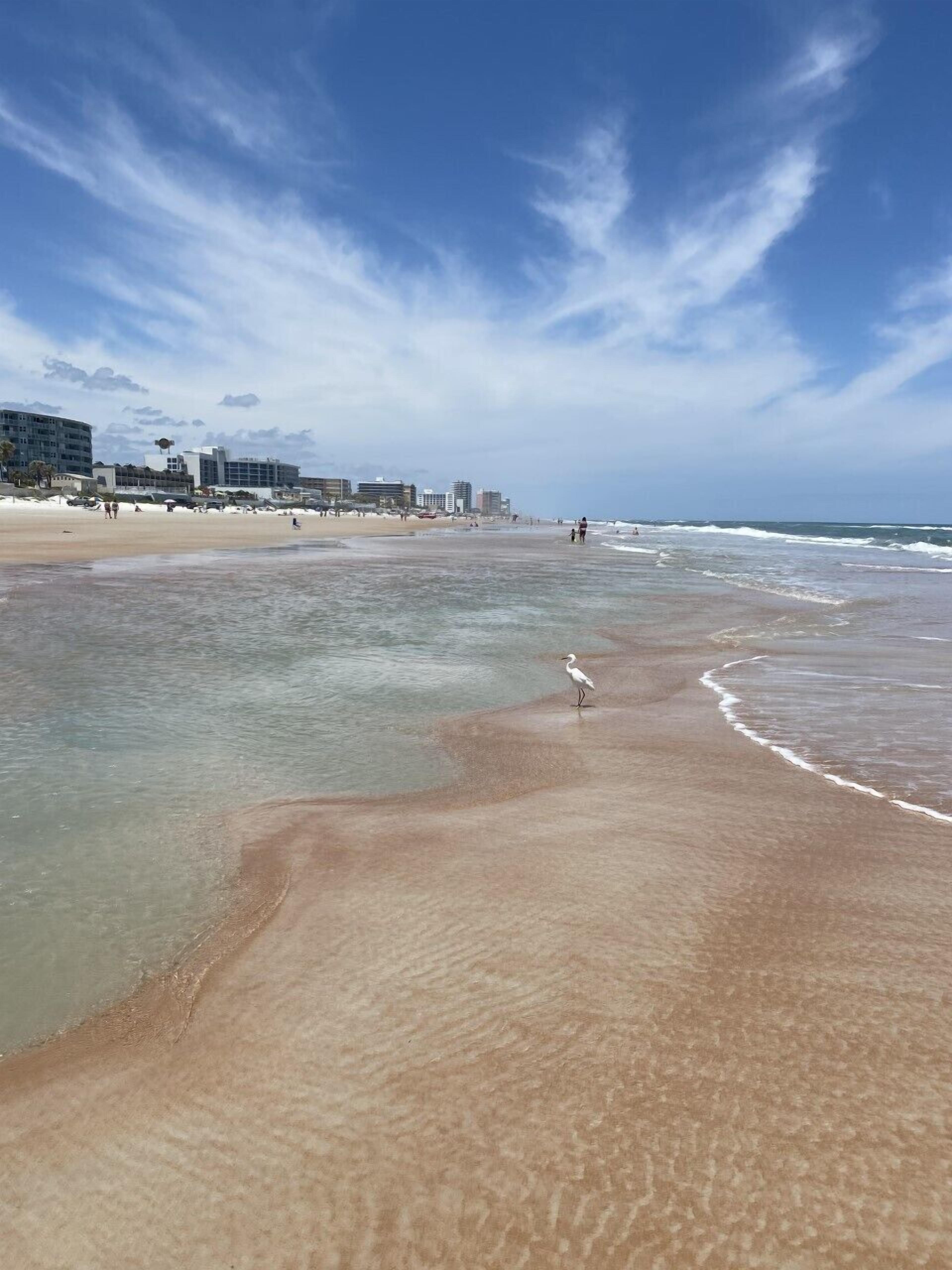 A beach with clear skies, a sandy shore, and a bird on the sand.