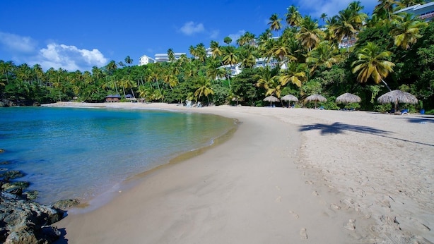 A beach with clear turquoise water, sandy shore, palm trees, and thatched umbrellas. - The Most Beautiful place (Samana City)