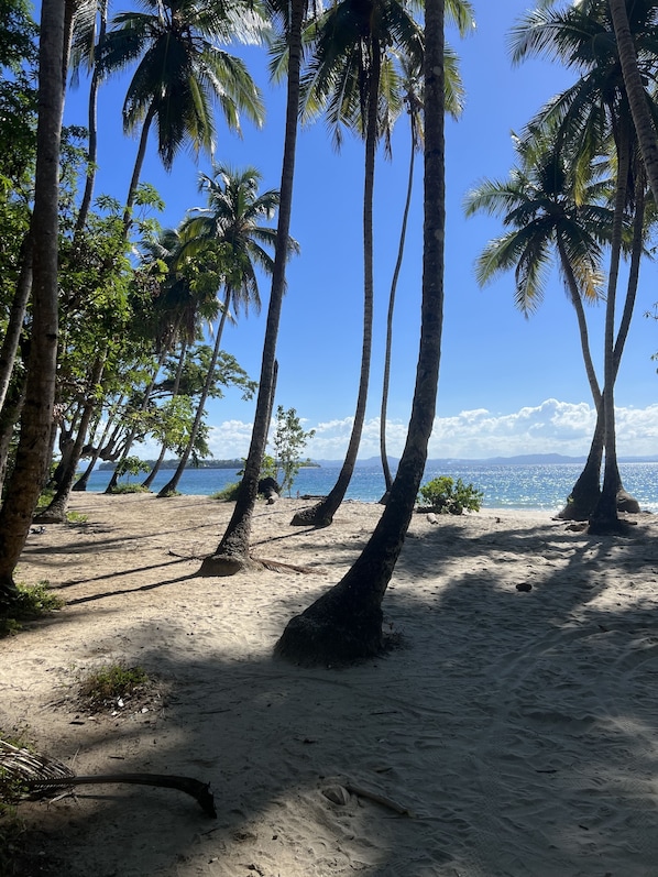 A beach with tall palm trees and a clear view of the ocean.
