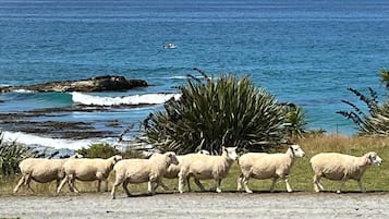在海灘附近、躺椅、沙灘巾