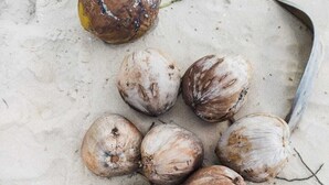 Una playa arenosa con cocoteros y los pies de una persona.