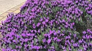 Un jardín con flores moradas, un sendero y un paraguas grande.