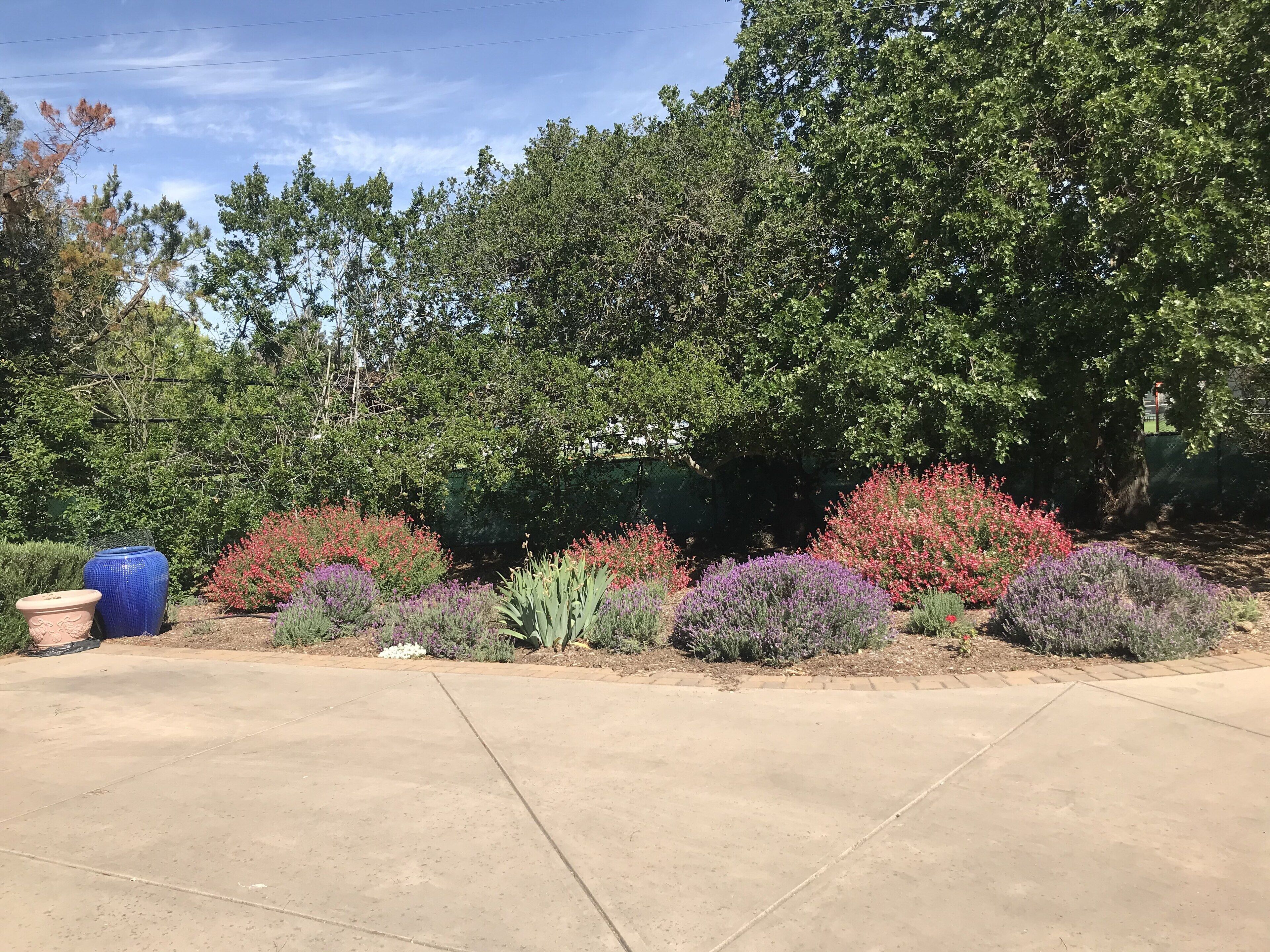 Un jardin agrémenté de diverses plantes et arbres, un chemin en béton et deux grands bacs à fleurs.