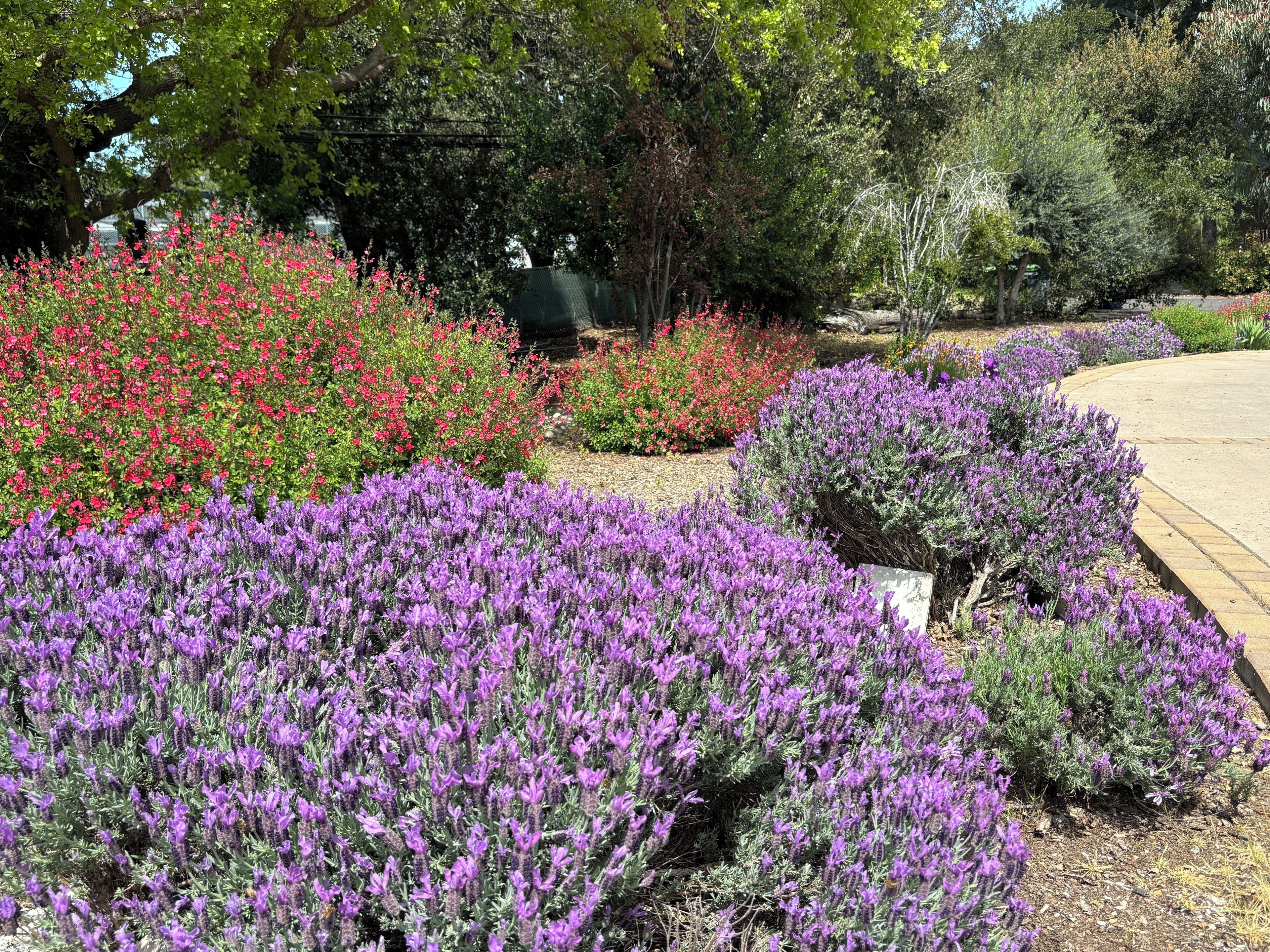 A garden with purple flowers and red bushes.