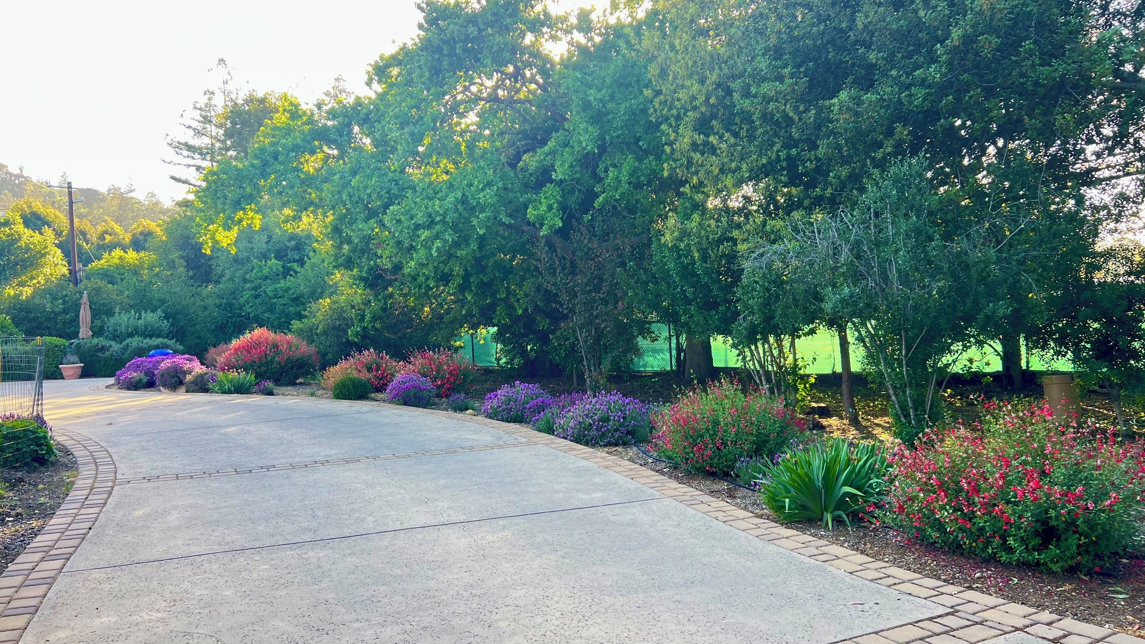 A paved pathway flanked by vibrant flower beds and dense greenery, leading to a building with a green roof.