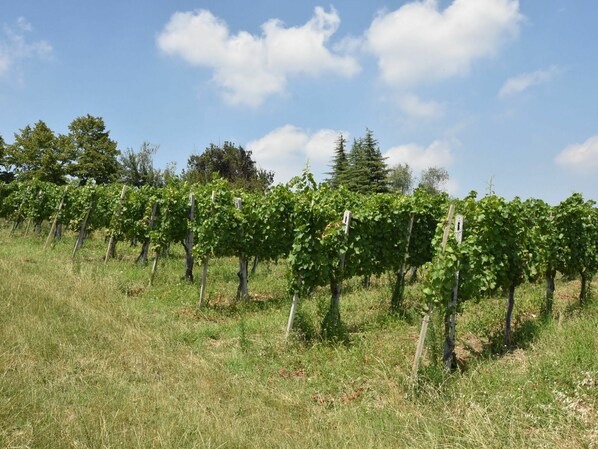 A vineyard with rows of grapevines under a clear sky.