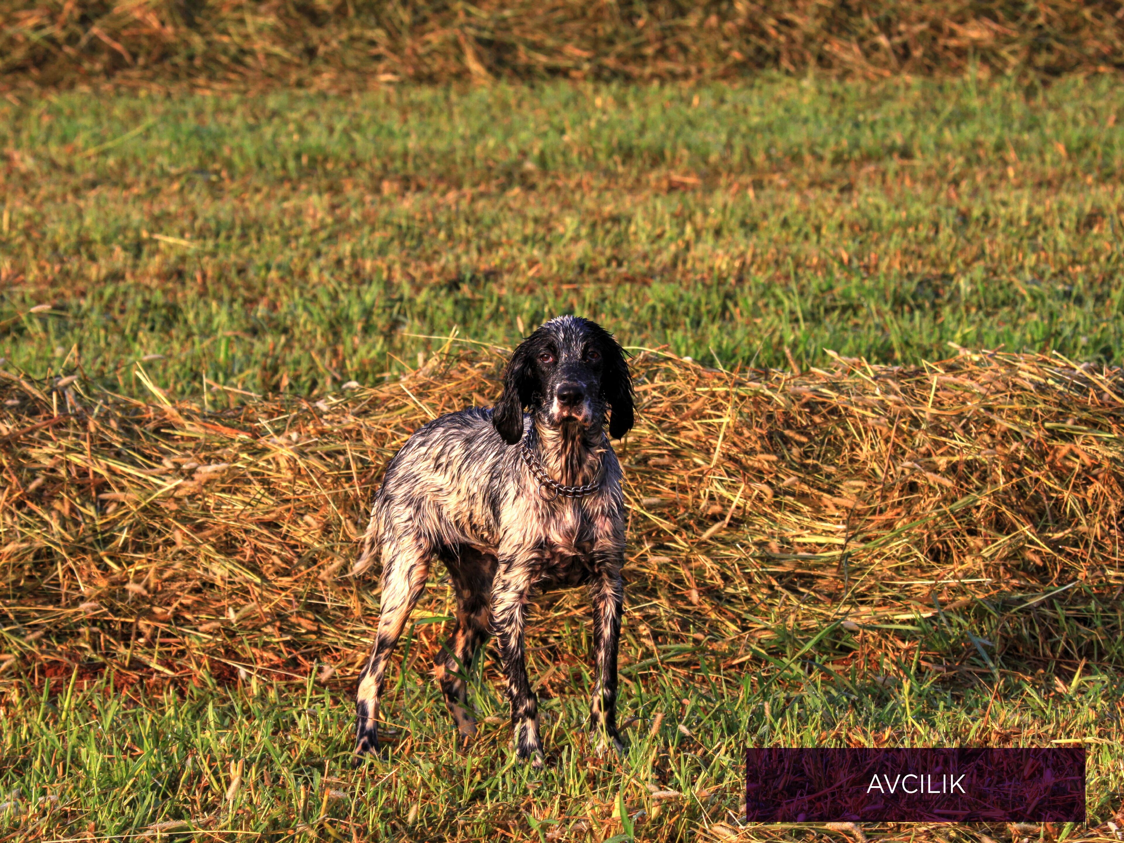 A dog standing in a field with hay bales.