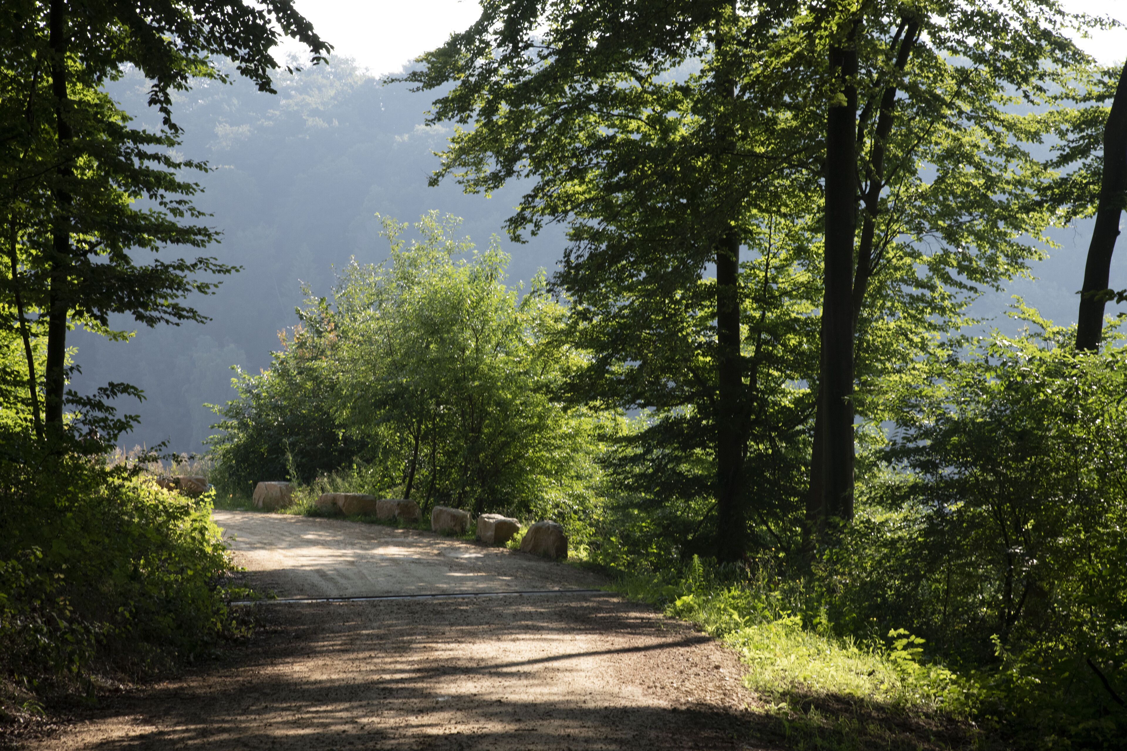 Un camino de tierra serpenteando por un bosque con árboles y fardos de heno.