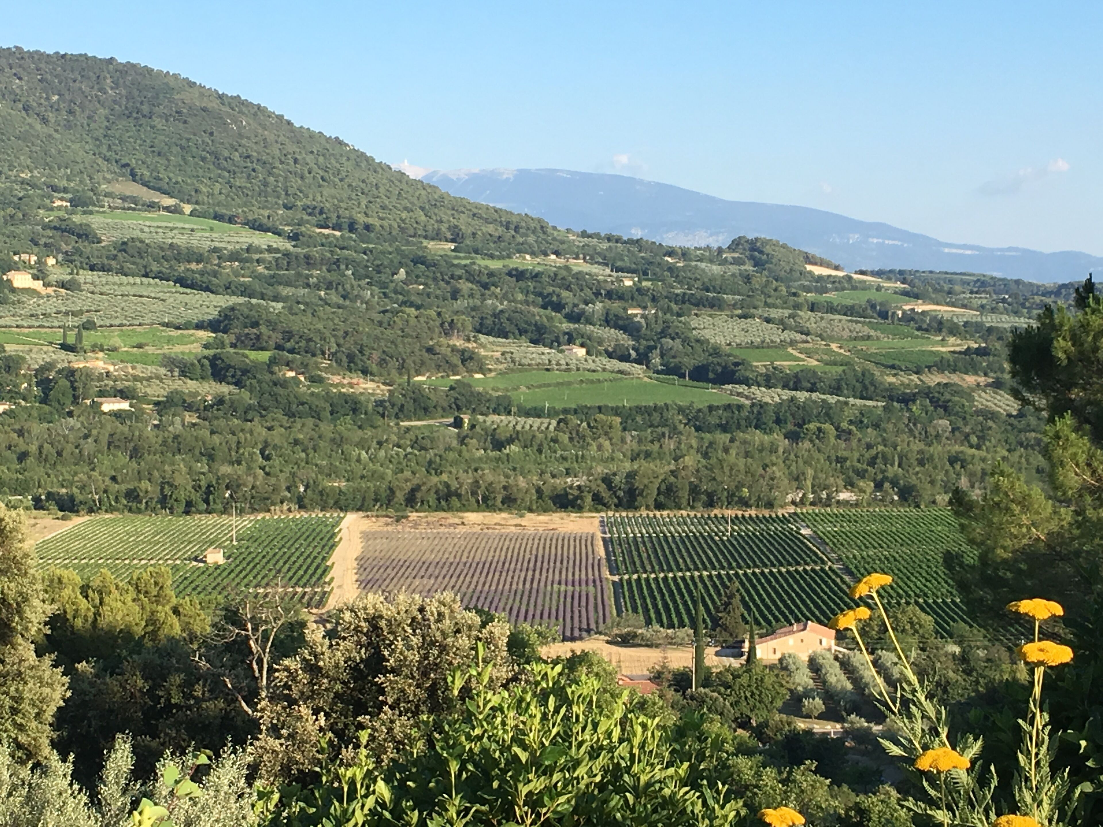 Un vignoble avec des rangées de vignes, un petit bâtiment et un paysage vallonné en arrière-plan.
