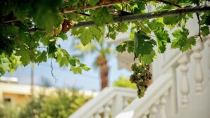 Une balustrade blanche et une vigne dont pendent des grappes de raisins verts.