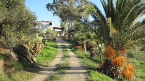 A gravel path leading to a building surrounded by greenery and palm trees.