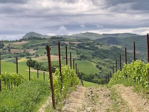 Exterior - Hillside Villa With Swimming Pool and Jacuzzi of the Marche (Sassoferrato)