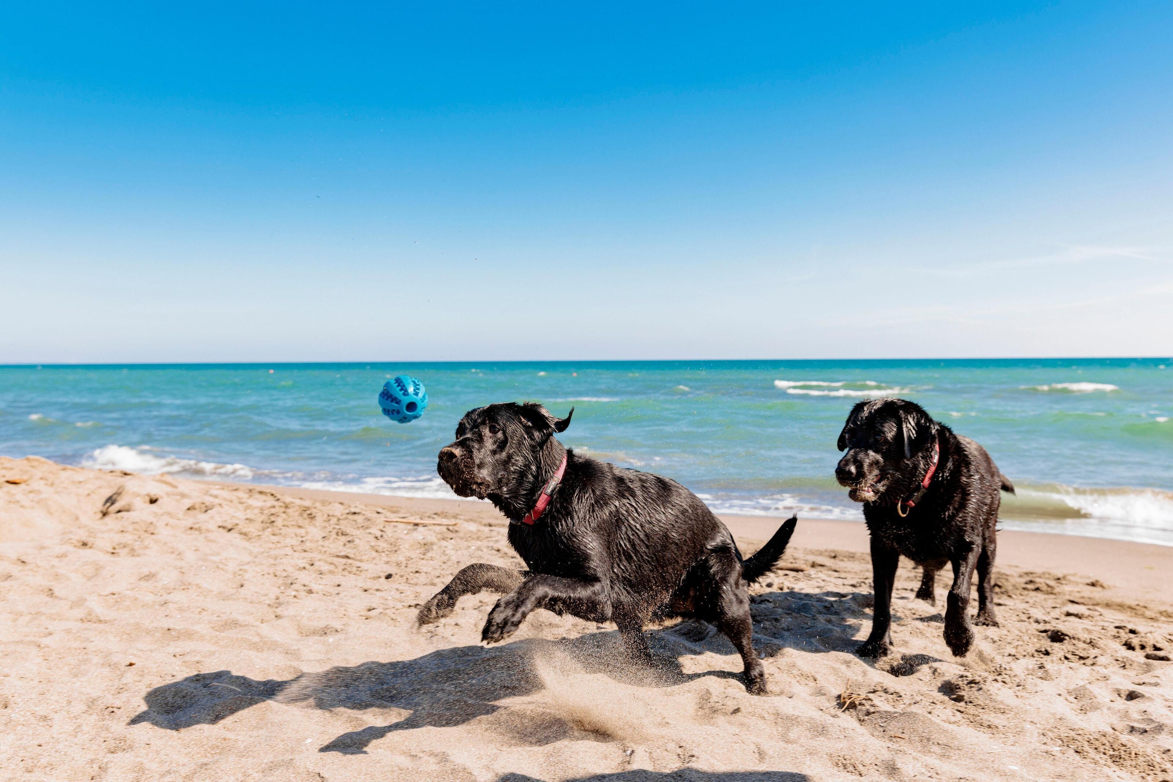 Animaux de compagnie acceptés