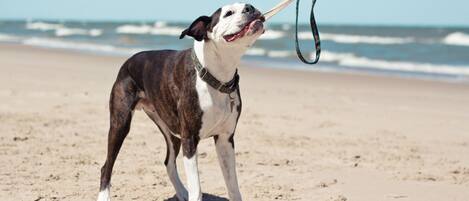 Pet-friendly amenities