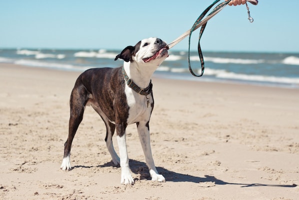 Kjæledyrvennlige fasiliteter