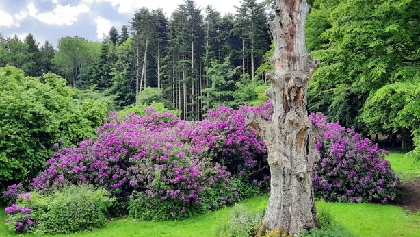 A tree with a hollow trunk surrounded by vibrant purple flowers. - Pederstrup Bed and Breakfast (Torrig)