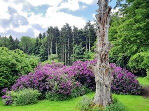 Un árbol con un tronco hueco rodeado de flores púrpuras brillantes.