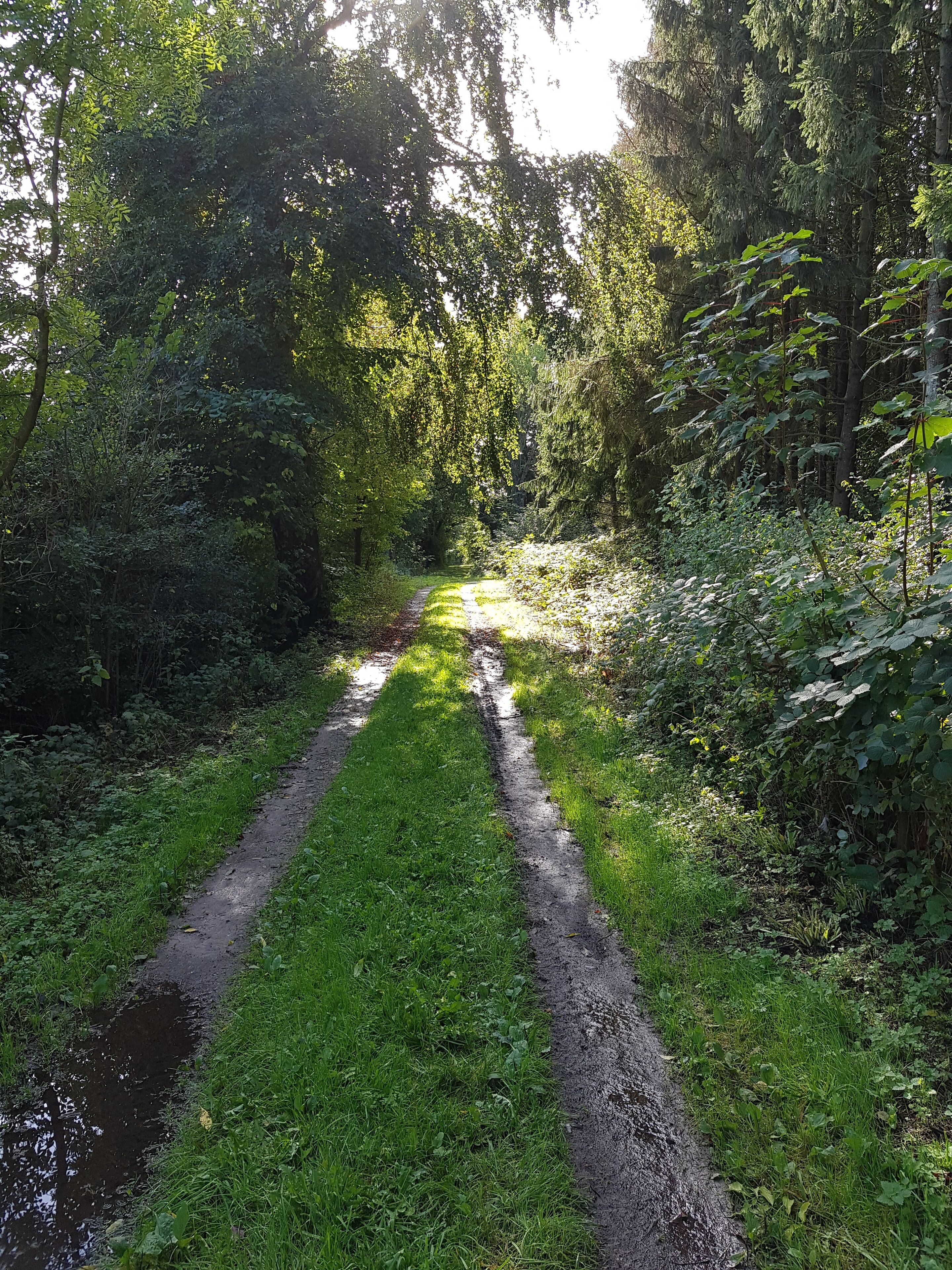A narrow, unpaved path through a dense forest with sunlight filtering through the trees.