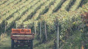 A tractor with crates in a vineyard.