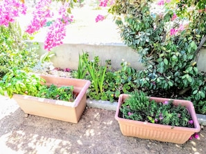 Two rectangular planters with soil and plants, placed on a flat surface with a concrete edge nearby.