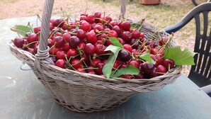 Room, 1 Bedroom | Food and drink - Biofarm Podere Ficareto (Sovicille)
