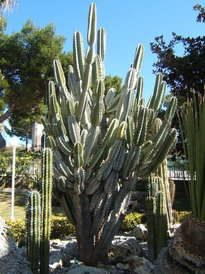 Departamento, 2 habitaciones, para fumadores, alberca privada | Áreas de la propiedad