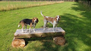 Two dogs standing on a wooden log in a grassy field with a fence and trees in the background. - Wingfield Escapes (Diss)